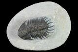 Crotalocephalus (Not Crotalocephalina) Trilobite #134352-1